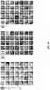 Fig. 07 - METHODS FOR CREATING PRIVACY-PROTECTING SYNTHETIC DATA LEVERAGING A CONSTRAINED GENERATIVE ENSEMBLE MODEL