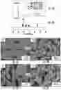 Fig. 04 - Large-Area Copper Nanofoam with Hierarchical Structure for Use as Electrode