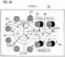 Fig. 08 - Apparatus and method for impedance balancing of long radio frequency (RF) via
