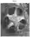 Fig. 02 - Solanaceous plant capable of stenospermocarpic fruit formation