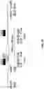 Fig. 03 - Complement Factor H Gene Knockout Rat as a Model of C3 Glomerulopathy
