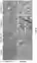 Fig. 07 - Complement Factor H Gene Knockout Rat as a Model of C3 Glomerulopathy