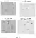 Fig. 13 - COMPOSITIONS AND METHODS FOR THE TREATMENT OF PATHOGENIC INFECTIONS IN PLANTS