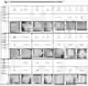 Fig. 02 - FOOD COMPOSITION CONTAINING A MIXTURE OF LEGUMINOUS PROTEINS AND CASEIN
