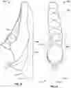 Fig. 37 - Footwear with stabilizing sole