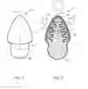 Fig. 05 - Hygienic cosmetic applicator and method of use