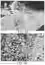 Fig. 04 - Methods for the preparation of biologically active compounds in nanoparticulate form