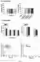 Fig. 08 - NANOCAPSULES COATED WITH CHITOSAN AND USE THEREOF