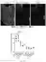 Fig. 15 - Agents for reversing toxic proteinopathies