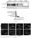 Fig. 16 - Agents for reversing toxic proteinopathies