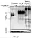 Fig. 20 - Agents for reversing toxic proteinopathies