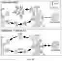 Fig. 24 - Agents for reversing toxic proteinopathies
