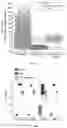 Fig. 33 - Agents for reversing toxic proteinopathies