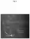 Fig. 04 - Methods and compositions including protocatechuic acid crystals for the treatment of conditions caused by an enveloped virus