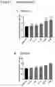 Fig. 02 - NOVEL POLYMETHOXYFLAVONE COMPOUNDS FOR SKELETAL MUSCLE MODULATION, METHODS AND USES THEREOF