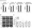 Fig. 24 - METHODS OF TREATING RIGHT VENTRICULAR FUNCTION IN PULMONARY HYPERTENSION