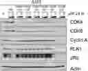 Fig. 01 - COMPOSITIONS AND METHODS FOR TREATING CDK4/6-MEDIATED CANCER