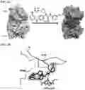 Fig. 05 - AURORA KINASE INHIBITORS