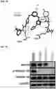 Fig. 14 - AURORA KINASE INHIBITORS