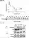 Fig. 16 - AURORA KINASE INHIBITORS