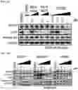 Fig. 19 - AURORA KINASE INHIBITORS