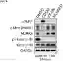 Fig. 20 - AURORA KINASE INHIBITORS