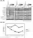 Fig. 23 - AURORA KINASE INHIBITORS