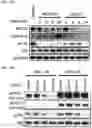 Fig. 26 - AURORA KINASE INHIBITORS