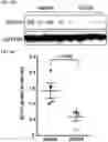 Fig. 31 - AURORA KINASE INHIBITORS