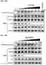 Fig. 32 - AURORA KINASE INHIBITORS