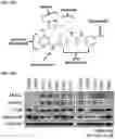 Fig. 34 - AURORA KINASE INHIBITORS