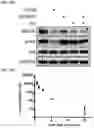 Fig. 37 - AURORA KINASE INHIBITORS