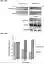 Fig. 43 - AURORA KINASE INHIBITORS