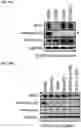 Fig. 44 - AURORA KINASE INHIBITORS
