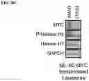 Fig. 45 - AURORA KINASE INHIBITORS
