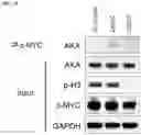 Fig. 46 - AURORA KINASE INHIBITORS