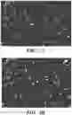 Fig. 02 - Small molecules for mouse satellite cell proliferation