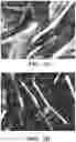 Fig. 07 - Small molecules for mouse satellite cell proliferation