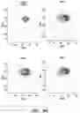 Fig. 11 - Small molecules for mouse satellite cell proliferation