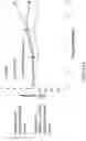Fig. 40 - Small molecules for mouse satellite cell proliferation
