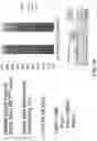 Fig. 42 - Small molecules for mouse satellite cell proliferation