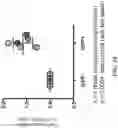 Fig. 44 - Small molecules for mouse satellite cell proliferation