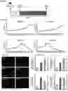 Fig. 46 - Small molecules for mouse satellite cell proliferation
