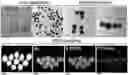 Fig. 01 - Novel therapeutic agent for inflammatory disease