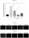 Fig. 07 - Novel therapeutic agent for inflammatory disease