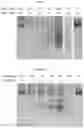 Fig. 07 - Compounds and pharmaceutical uses thereof