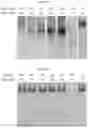 Fig. 08 - Compounds and pharmaceutical uses thereof