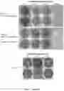 Fig. 03 - Methods for the use of 5′-adenosine diphosphate ribose (ADPR)