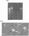 Fig. 02 - Delivery of RNA to trigger multiple immune pathways