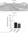 Fig. 06 - METHOD FOR TREATING INFLAMMATORY BOWEL DISEASES